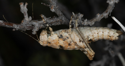 iNaturalist observation photo of Grasshoppers, Crickets, and Katydids