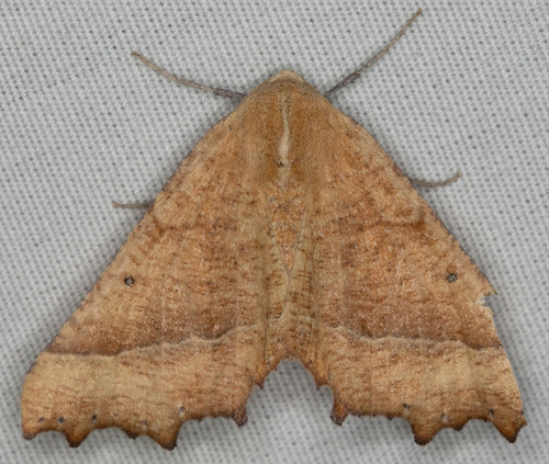 iNaturalist observation photo of Pero radiosaria