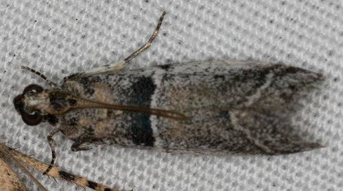 iNaturalist observation photo of Knot-horn Moths