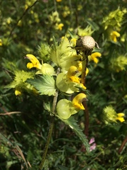 Rhinanthus glacialis