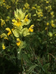 Rhinanthus glacialis