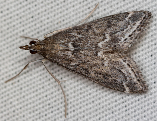 iNaturalist observation photo of Pyrausta zonalis