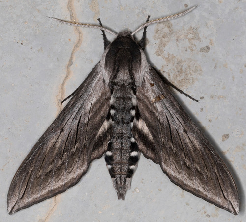 iNaturalist observation photo of Elegant Sphinx