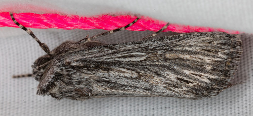 iNaturalist observation photo of Sympistis major