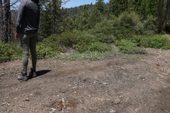 Calystegia malacophylla
