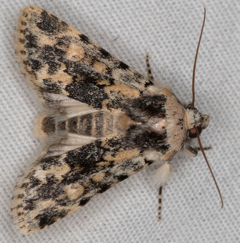 iNaturalist observation photo of Sympistis singularis