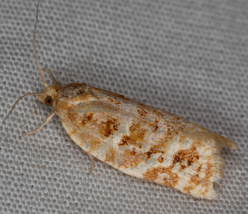 iNaturalist observation photo of Tortricid Leafroller Moths