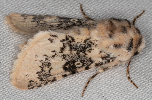 iNaturalist observation photo of Unciella flagrantis
