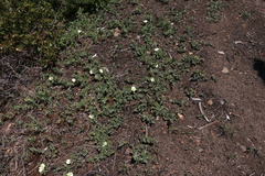 Calystegia malacophylla