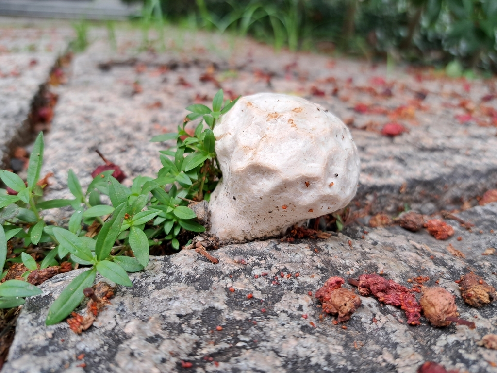 Calvatia lilacina