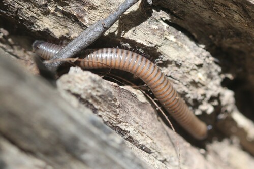 Pachyiulus varius