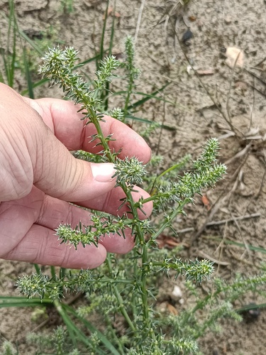 Slender Russian thistle (Salsola collina)