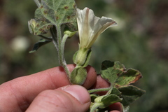 Calystegia malacophylla