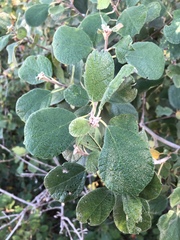 Cordia monoica