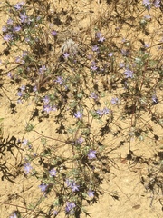 Eriastrum pluriflorum