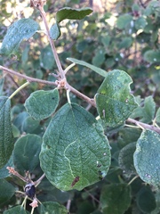Cordia monoica
