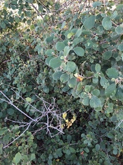 Cordia monoica
