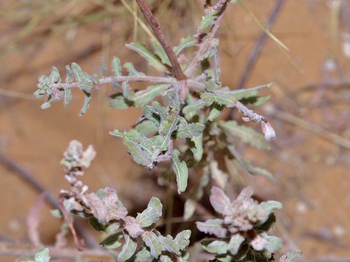 Image of Oenothera cinerea by (c) Michelle W. （鍾偉瑋）, some rights reserved (CC BY)