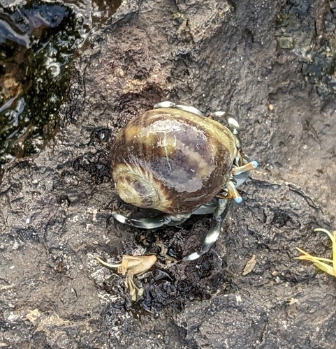 Notocochlis gualteriana observed 2024-08-17