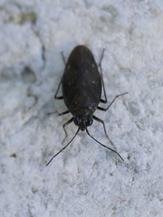 Macrosaldula scotica