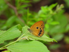 Coenonympha oedippus