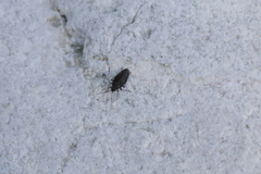 Macrosaldula scotica