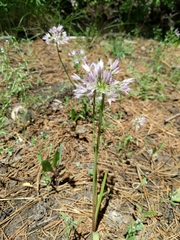 Allium bisceptrum