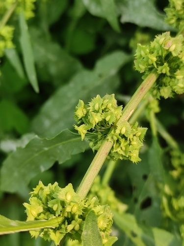 Image of Rumex stenophyllus by (c) Юлия, some rights reserved (CC BY)