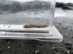 Chaenogobius annularis