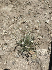 Ivesia santolinoides