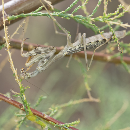 California Mantis photo 6