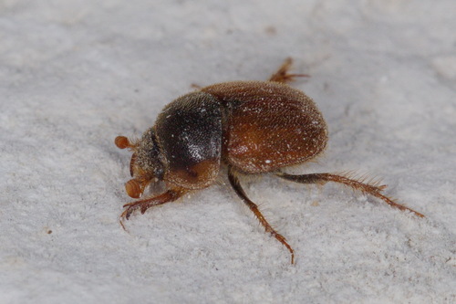 Ochodaeus cornifrons