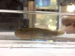 Tridentiger brevispinis