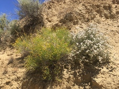 Eastwoodia elegans