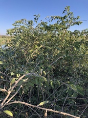 Combretum microphyllum