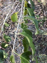 Combretum microphyllum