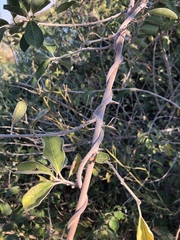 Combretum microphyllum