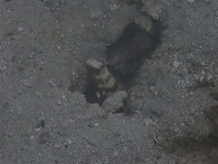 Cryptocentrus leucostictus