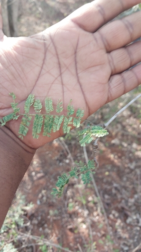 Foto de Albizia masikororum