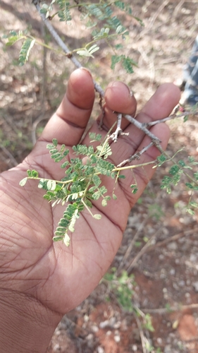 Foto de Albizia masikororum