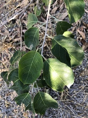 Combretum microphyllum