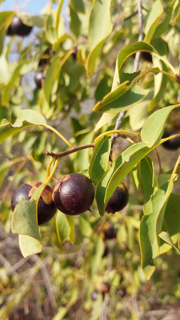 Bourreria bosseri
