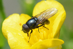 Cheilosia albitarsis