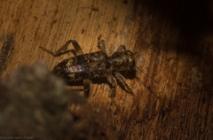 Stigmatium mastersii