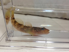 Rhinogobius nagoyae