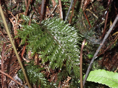 Callistopteris baldwinii observed 2024-08-16