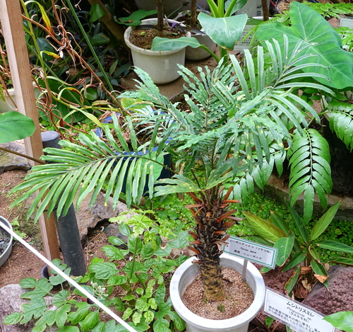 Cycas apoa