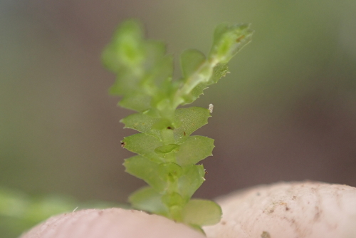 Bazzania didericiana