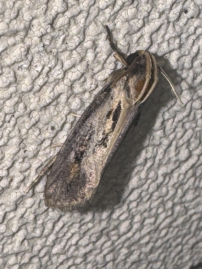 Clemens' Grass Tubeworm Moth from Pecan Dr, Brazoria, TX, US on August ...