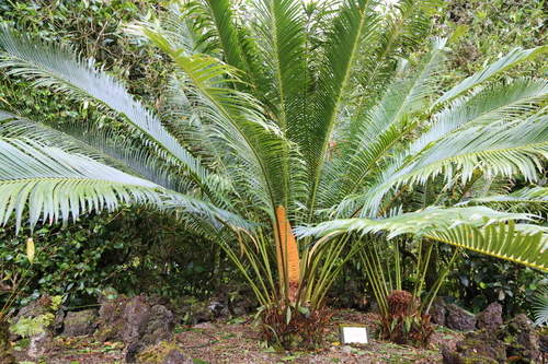 Cycas chevalieri